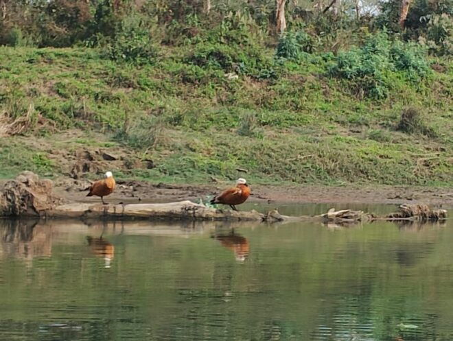 Wildlife: 3 Days Chitwan National Park Tour From Kathmandu - Day 2 Itinerary Activities