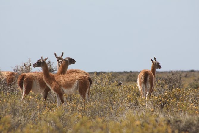 Wildlife Adventure: Peninsula Valdes & Estancia San Lorenzo - Wildlife Encounters