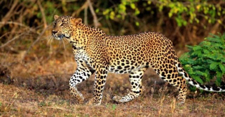 Wildlife and Beach Adventure: 5-Day Special - Safari Adventures in Udawalawe National Park