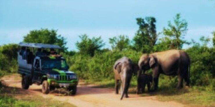 Wildlife and Beach Adventure: 5-Day Special - Wildlife Encounters and Beach Experience