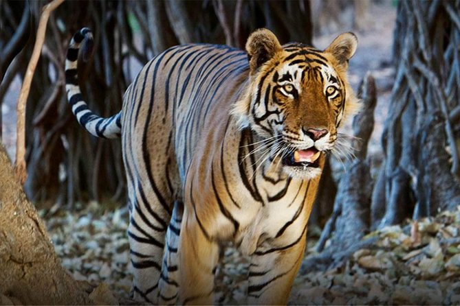 Wildlife and Cultural India Tour - Tour Highlights