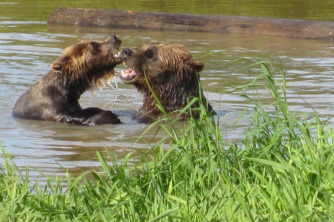 Wildlife and Glaciers With a Walk in the Rainforest - What To Expect