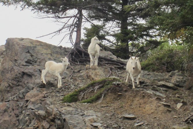 Wildlife and Glaciers With a Walk in the Rainforest - Beautiful Sights