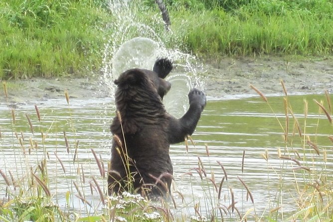 Wildlife and Glaciers With a Walk in the Rainforest - Wildlife Encounters