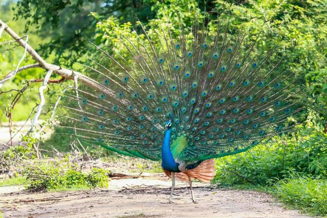 Wildlife and Nature Tour (18 Days , 17 Nights) - Customer Reviews