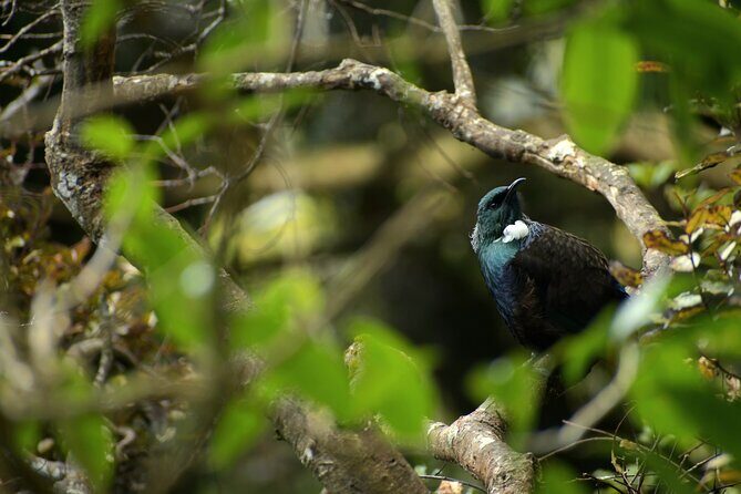 Wildlife and Penguin Tour - Wildlife and Penguin Tour: An Honest Look at Dunedin’s Endangered Species Experience