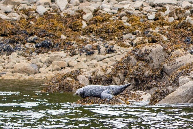 Wildlife and Scenery in Ketchikan - An In-Depth Look at the Ketchikan Water Experience