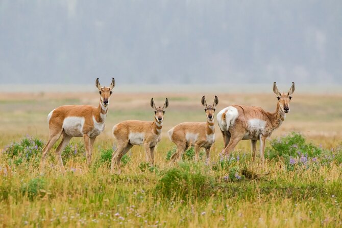 Wildlife and Waterfalls - Common Questions