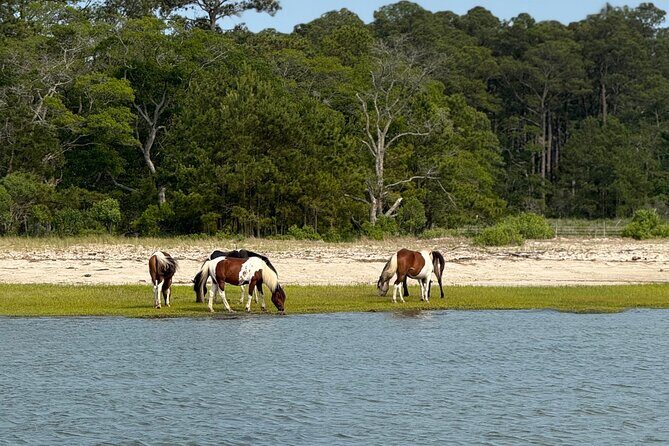 Wildlife Boat Tour with Wild Ponies and Dolphins in Chincoteague - Good To Know