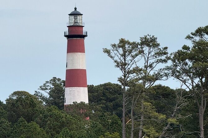 Wildlife Boat Tour with Wild Ponies and Dolphins in Chincoteague - Exploring the Chincoteague Wildlife Boat Tour