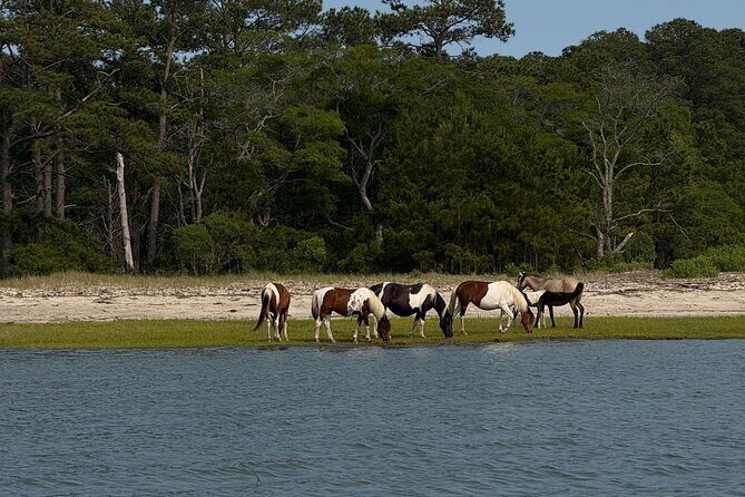 Wildlife Boat Tour with Wild Ponies and Dolphins in Chincoteague - Authentic Insights from Reviewers