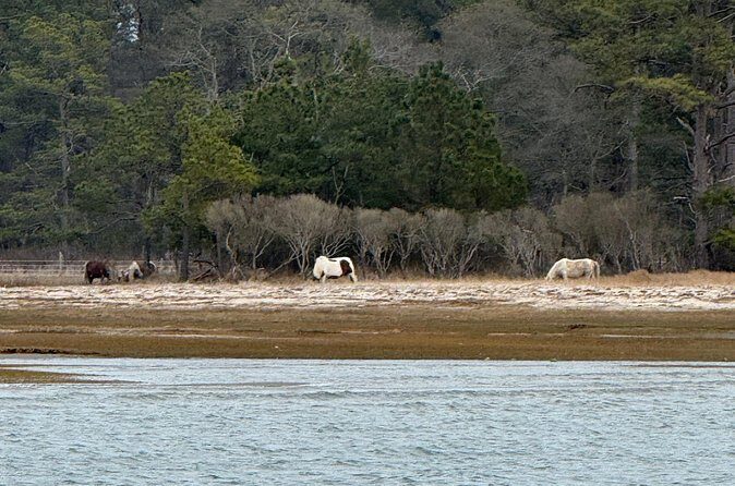 Wildlife Boat Tour with Wild Ponies and Dolphins in Chincoteague - Who This Tour Is Best For