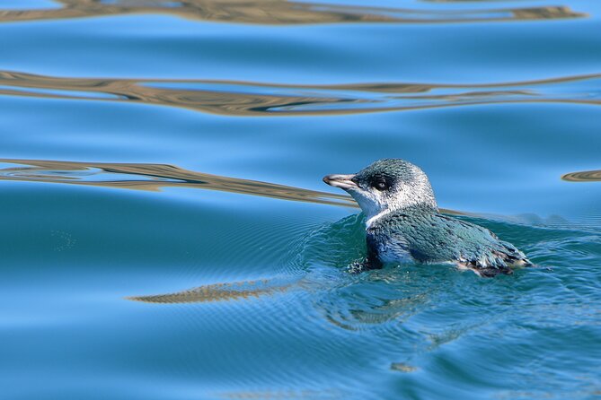 Wildlife Cruise - Wildlife Cruise Overview