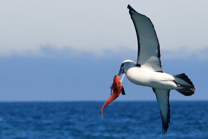 Wildlife Cruise - Wildlife Cruise Reviews