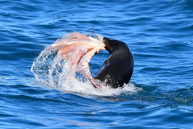 Wildlife Cruise - Wildlife Cruise Pricing and Inclusions