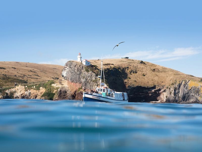 Wildlife Cruise of Dunedins Otago Peninsula - What makes this Otago Harbour cruise worth an hour