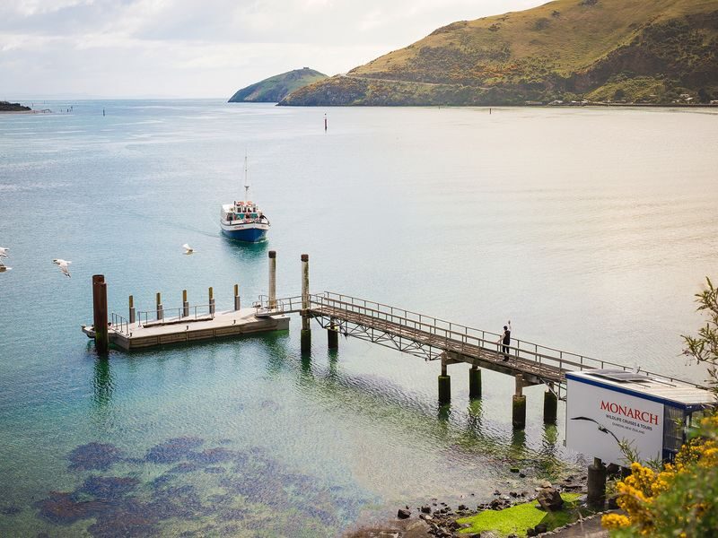 Wildlife Cruise of Dunedins Otago Peninsula - Taiaroa Head and the royal albatross