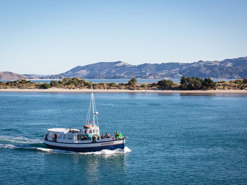 Wildlife Cruise of Dunedins Otago Peninsula - What the one-hour format gives you, and what it cannot