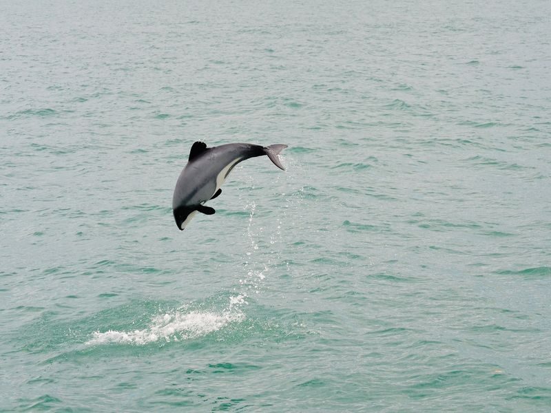 Wildlife Cruise of Dunedins Otago Peninsula - What the included gear and onboard options mean