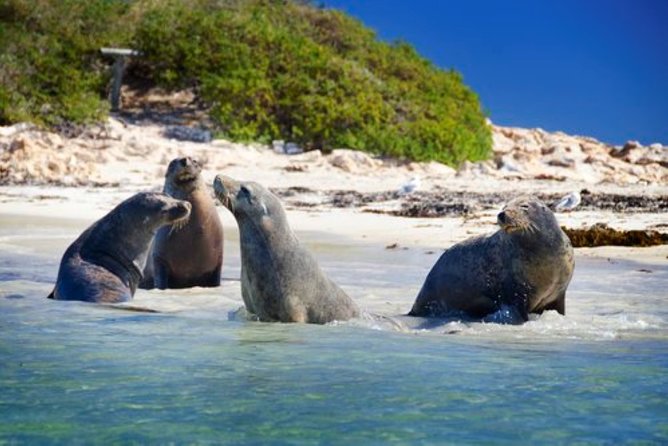 Wildlife Cruise of Shoalwater Islands With Penguin Feeding  - Perth - Wildlife Cruise Experience