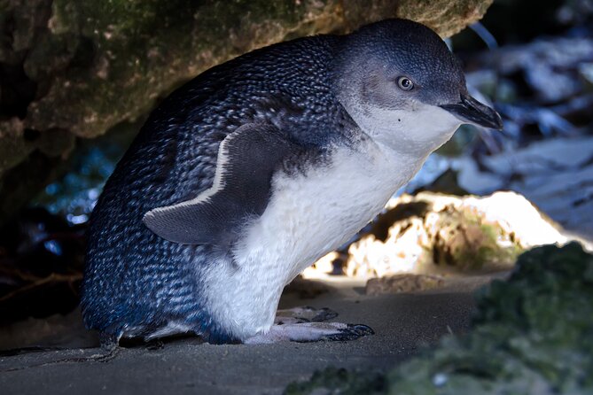 Wildlife Cruise of Shoalwater Islands With Penguin Feeding  - Perth - Inclusions