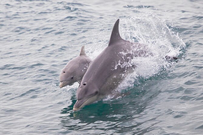 Wildlife Cruise of Shoalwater Islands With Penguin Feeding  - Perth - Traveler Photos and Reviews