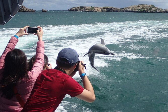 Wildlife Cruise of Shoalwater Islands With Penguin Feeding  - Perth - Viator Help Center, Product Code, Terms & Conditions, and Pricing