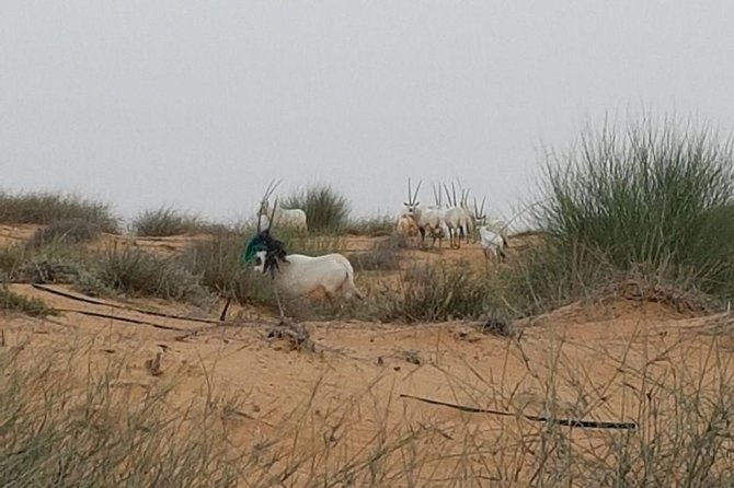 Wildlife Desert Safari Tour Dubai - Tour Duration and Admission