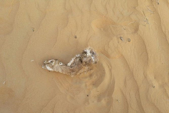 Wildlife Desert Safari Tour Dubai - Accessibility Information