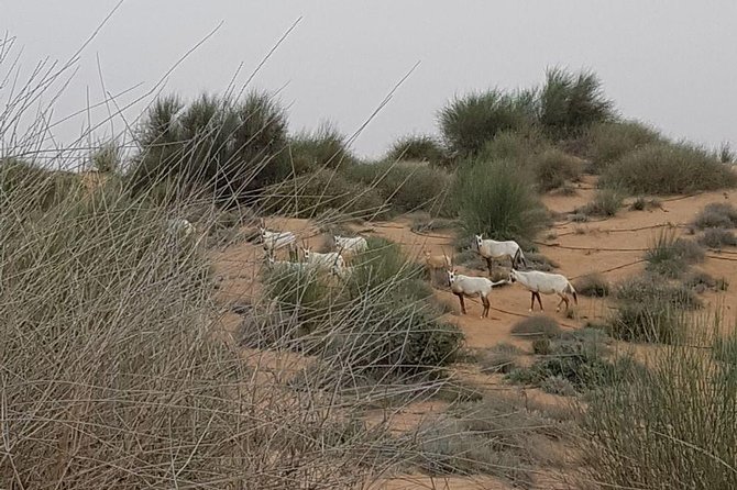 Wildlife Desert Safari Tour Dubai - Cancellation Policy