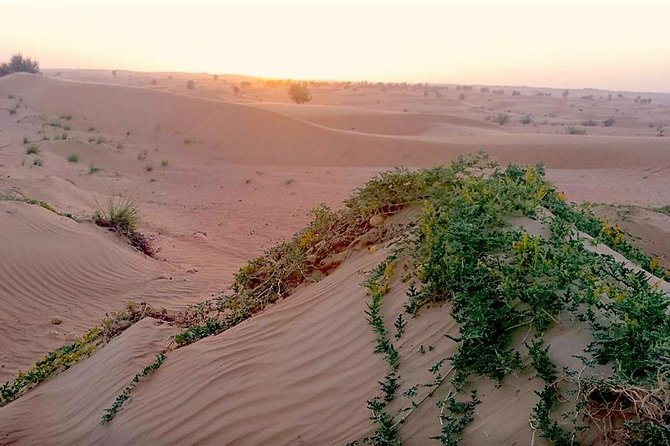 Wildlife Desert Safari Tour Dubai - Customer Reviews and Ratings