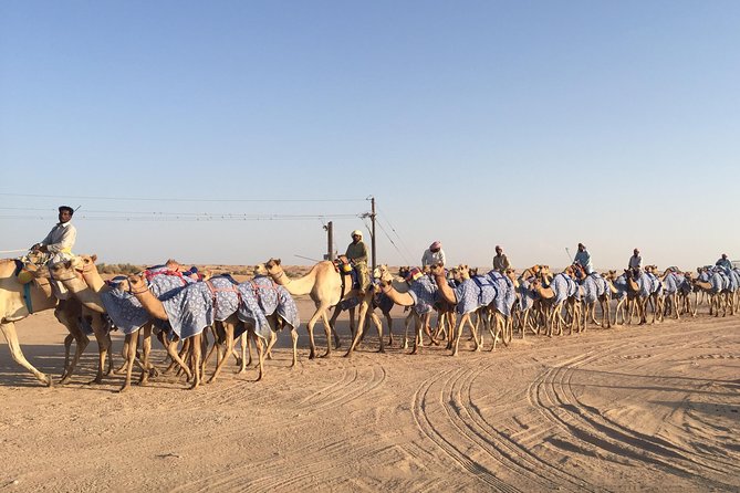 Wildlife Desert Safari Tour Dubai - Questions and Support
