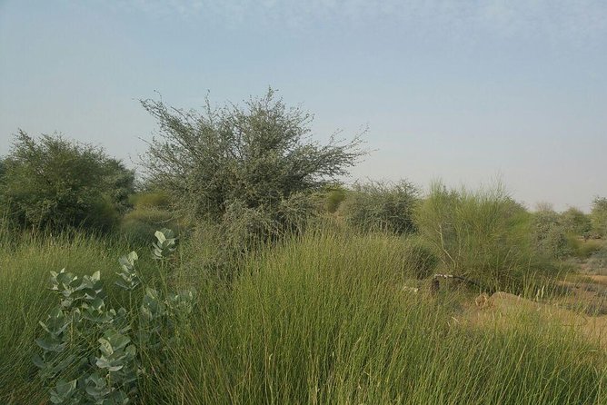 Wildlife Desert Safari Tour Dubai - Directions and Product Code