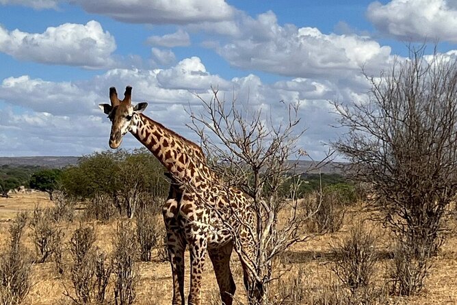 Wildlife Encounter (Kilimanjaro, Tanzania) - Good To Know
