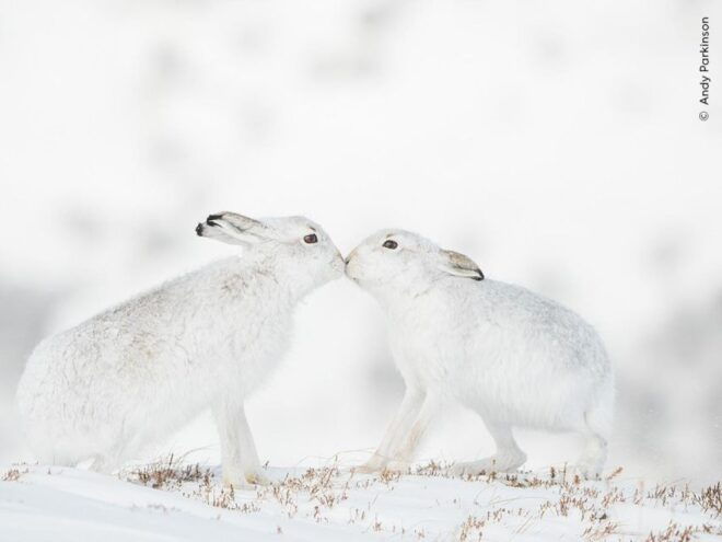 WILDLIFE EXHIBITION TOUR AND FRANCE PRESS PHOTOS - Inclusions