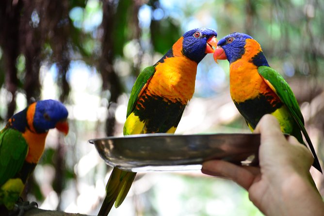 Wildlife Habitat Port Douglas - Activities and Conservation Efforts