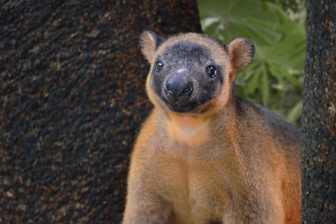 Wildlife Habitat Port Douglas - Common Questions