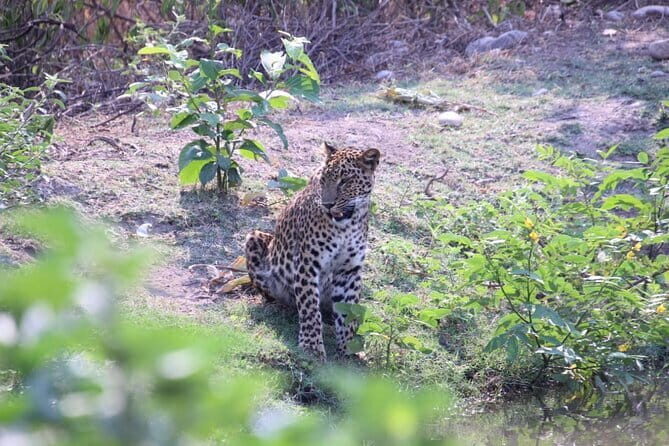 Wildlife Jungle Jeep Safari Ranipur Range, Rajaji National Park - Good To Know