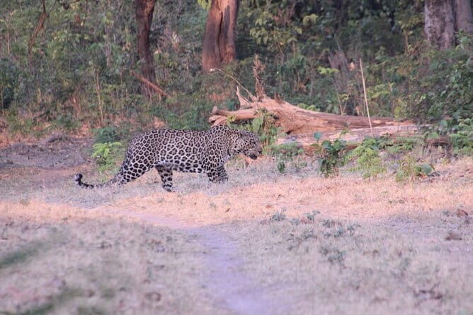 Wildlife Jungle Jeep Safari Ranipur Range, Rajaji National Park - Practical Details & Logistics