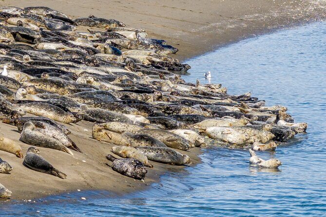 Wildlife Kayak Tour at Fort Flagler State Park - Introduction to the Wildlife Kayak Tour