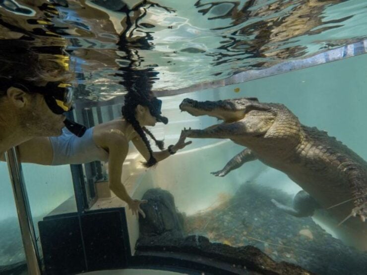 Wildlife, Mossman Gorge Swim With the Saltwater Crocodiles - Activity Details