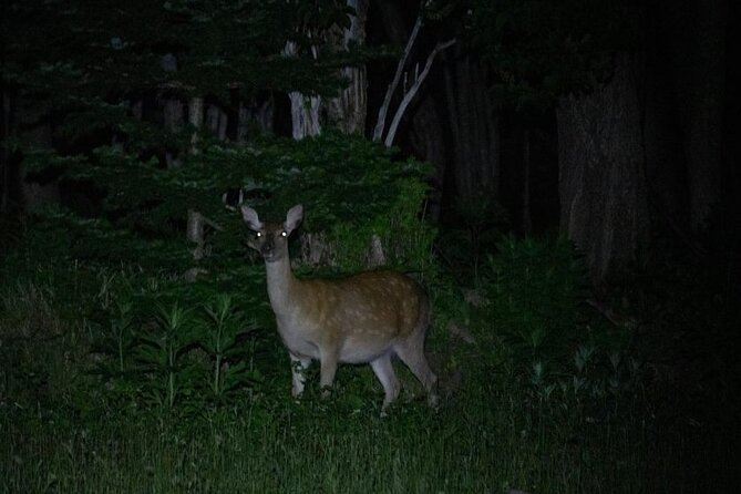 Wildlife Night Drive in Shiretoko - Start and End Time