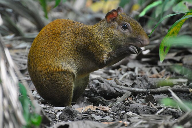 Wildlife Odyssey: Hike in Carara Park & Tarcoles River Adventure - Pricing and Booking Details