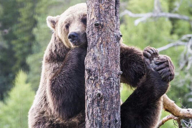 Wildlife Park Ranua - Additional Information and Tips