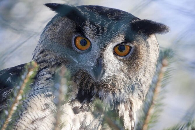 Wildlife Park Ranua - The Sum Up