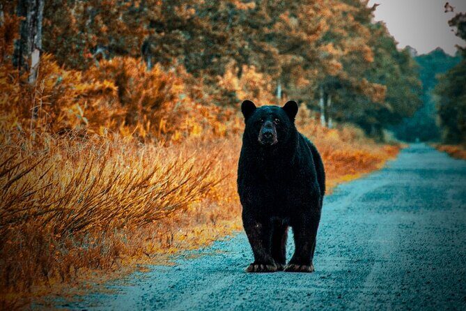 Wildlife Photo Safari - Good To Know  