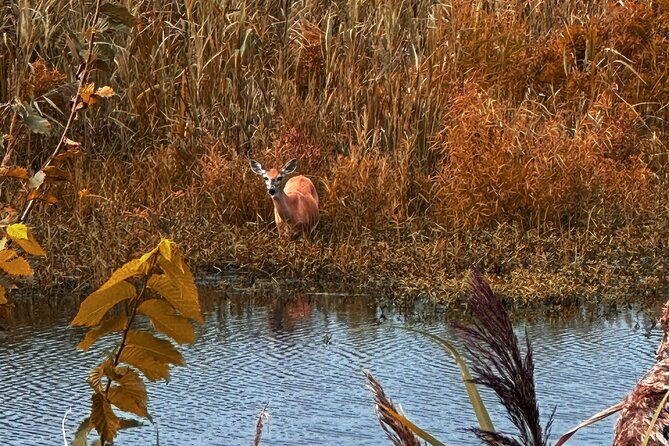 Wildlife Photo Safari - FAQs