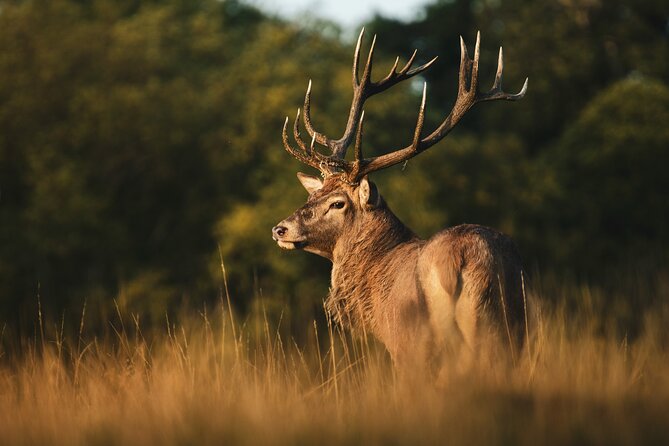 Wildlife Photography Workshop in Richmond Park in London - Meeting and Pickup