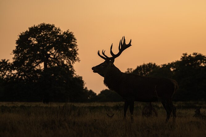 Wildlife Photography Workshop in Richmond Park in London - What To Expect
