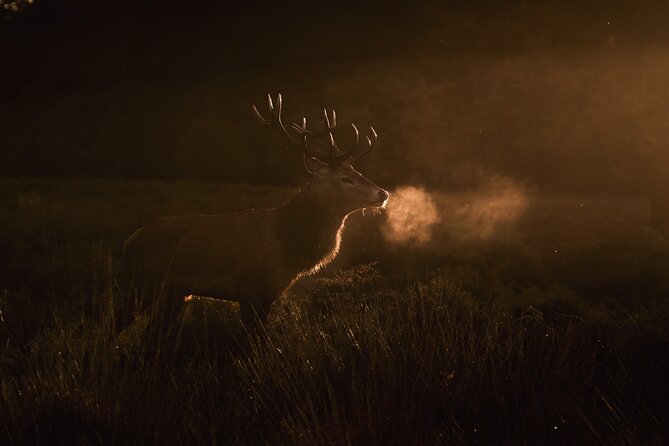Wildlife Photography Workshop in Richmond Park in London - Cancellation Policy